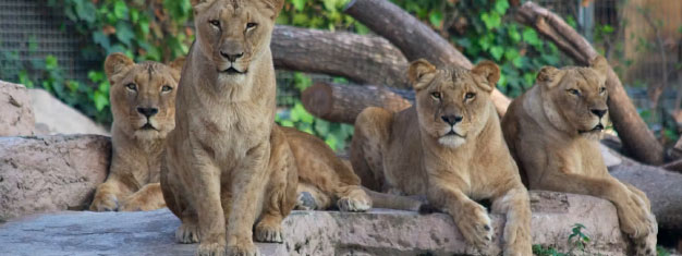 Zoo de Barcelone : billets coupe-files
