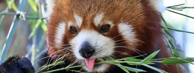 Artis Royal Zoo: Skip the line