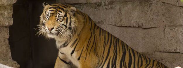 Zoo de Barcelone : billets coupe-files