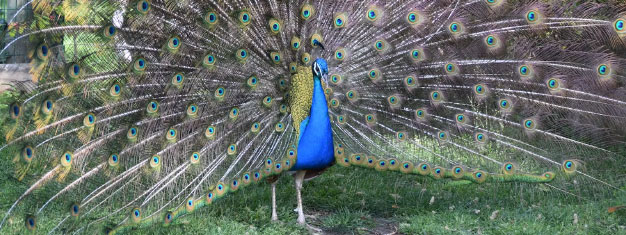 Zoo de Barcelone : billets coupe-files