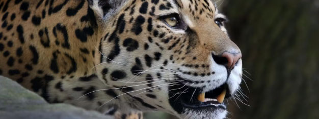 Artis Royal Zoo: Skip the line