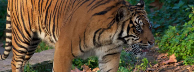 Zoo de Barcelone : billets coupe-files