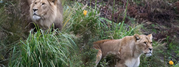 Artis Royal Zoo: Skip the line