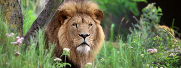 Artis Royal Zoo: Skip the line