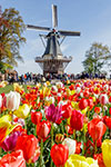  Keukenhof i festiwal tulipanów