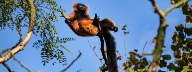 Artis Royal Zoo: Skip the line