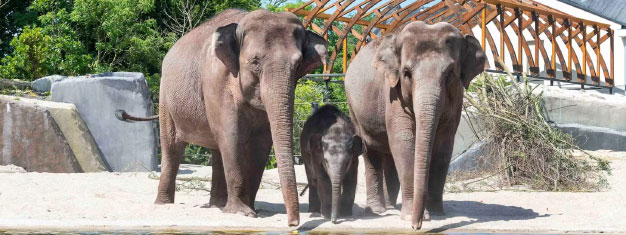 Artis Royal Zoo: Skip the line