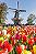  Keukenhof i festiwal tulipanów: omiń kolejkę