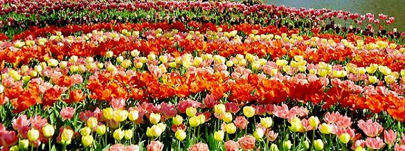 Reservar entradas para Keukenhof