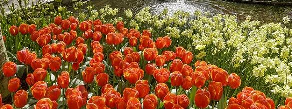 Reservar entradas para Keukenhof