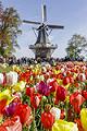 Keukenhof & Tulpanfestival - gå före i kön