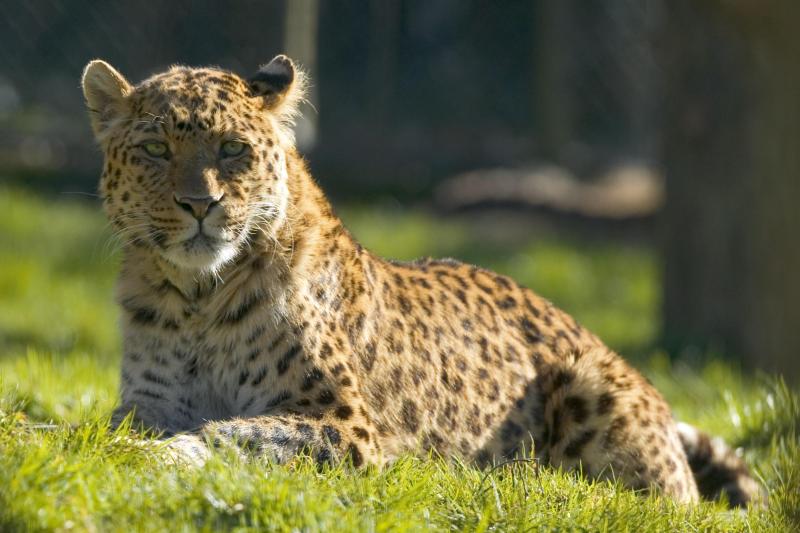 Dagstur til Thoiry Zoologiske Have