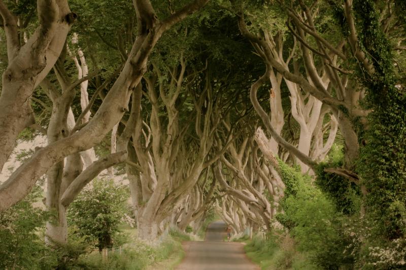 Profitez des sites naturels irlandais inscrits sur la liste du patrimoine mondial par l'UNESCO et traversez l'impressionnant pont de corde de Carrick-A-Rede.