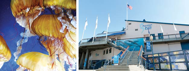 Vieraile Aquarium of the Bay'ssä, San Franciscon ainoassa merimaailmassa meren rannalla, joka sijaitsee Fisherman's Wharfin Pier 39:llä. Varaa lippusi tästä.