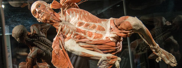 Visitez la superbe exposition de Gunther von Hagens "Le Projet du Bonheur" au Body Worlds à Amsterdam. Réservez vos billets ici.