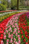 Billets pour Keukenhof : billets coupe-files et transport depuis Amsterdam  