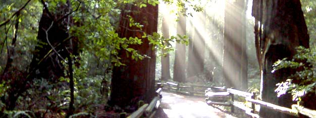 Näe kaksi San Franciscon suosituinta nähtävyyttä. Aamulla suuntaamme tutustumaan Muir Woods -metsään ja iltapäivällä ohjelmassa on viininmaisteluja.