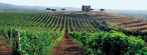 Aproveite esta degustação de vinhos de meio-dia realizada na deslumbrante região de Pallavicini. Prove 4 premiados vinhos da Pallavicini. Reserve agora!