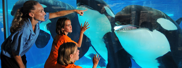 No Sea World, aproveite a opotunidade única de acariciar golfinhos, conhecer peixes exóticos e até encarar um tubarão - incluindo shows, atrações e diversas exibições sobre o mundo do mar.