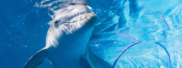 Conheça Winter, o Golfinho e outros animais resgatados no Clearwater Marine Aquarium e conheça sua história impressionante! Inclui transfer, reserve online!