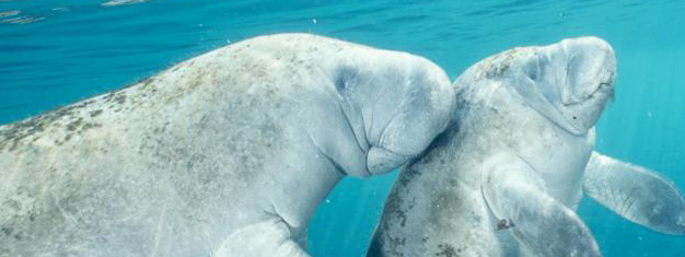 Nada y haz snorkel en aguas cristalinas, donde viven los manatíes, y disfruta uno de los secretos naturales mejores guardados de Florida. Reserva tu tour en línea!