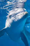 Winter der Delphin Erlebnis mit Mittagessen