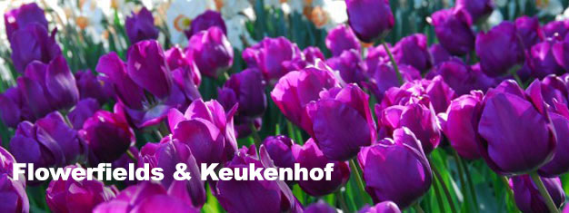 Visit the Keukenhof Gardens in spring. Book here and avoid the queues together with our guide. Transportation to/from Amsterdam is incl. Book now!