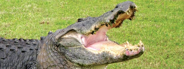 Réservez une place pour Gatorland à Orlando et apprenez en d'avantage sur le plus célèbre résident de Floride - l'alligator. Le tour inclut le transfert depuis/vers votre hôtel!