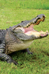 Gatorland with hotel transfer